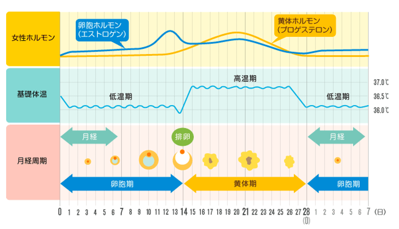 栄養士コラム 年11月号 月経周期とダイエットの関係性 スポーツクラブaruku